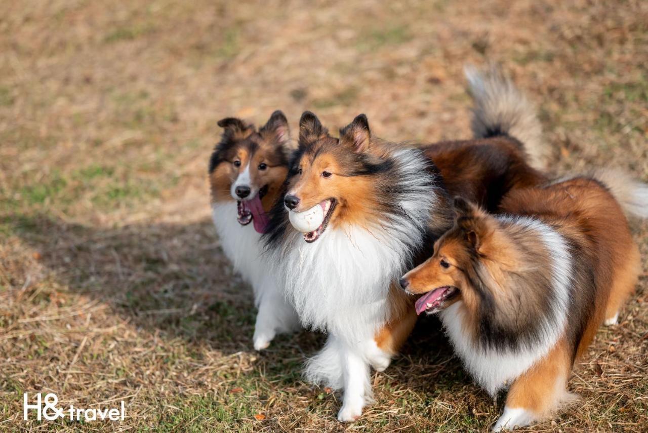 Taitung Rainbow Pet Friendly Maison Resort エクステリア 写真
